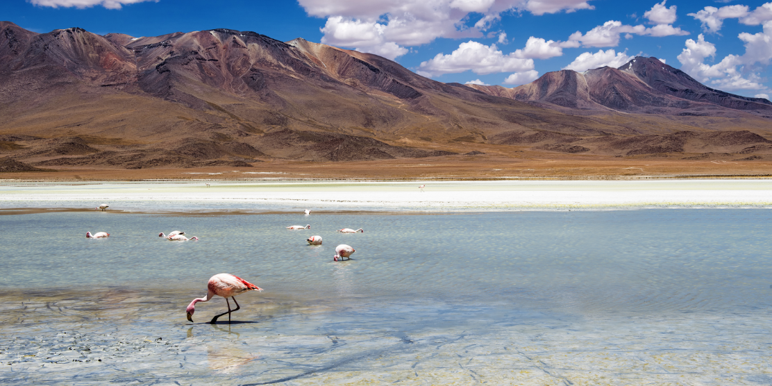 Viaggio alle origini del caffè - La Bolivia e il caffè Arabica - COFF-E