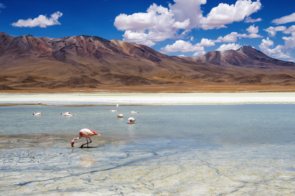 Viaggio alle origini del caffè - La Bolivia e il caffè Arabica - COFF-E