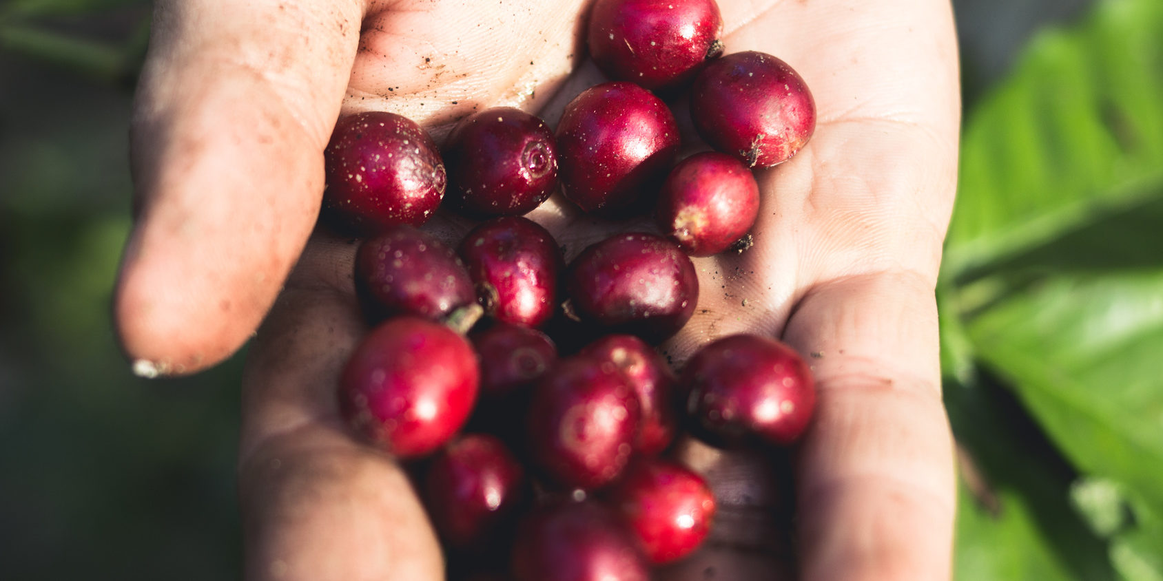 Good quality Arabica coffee on high mountain. In Southeast Asia thailand