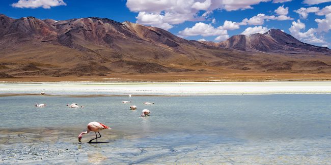 Il caffè della Bolivia: Arabica Typica, Caturra e Catuai - COFF-E