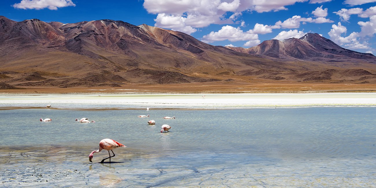 bolivia-origine- caffe 1300×650 Il caffè della Bolivia: Arabica Typica, Caturra e Catuai - COFF-E
