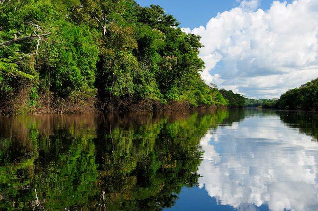Chi è il primo produttore di caffè al mondo? Il Brasile! - COFF-E
