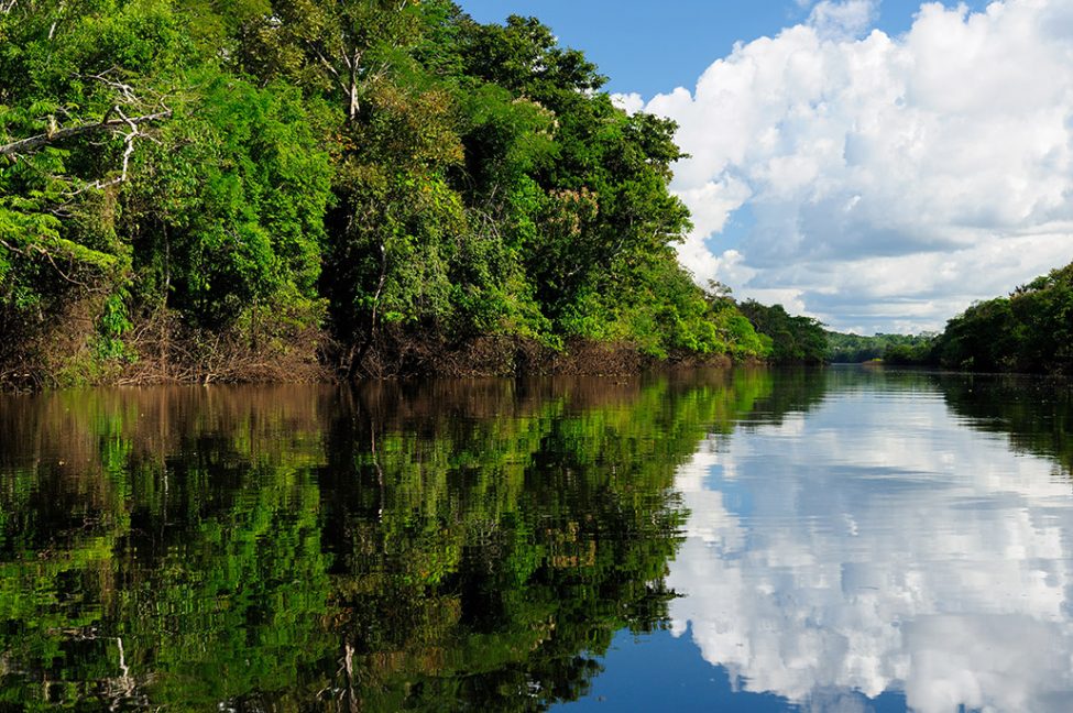 Chi è il primo produttore di caffè al mondo? Il Brasile! - COFF-E