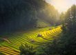 Coltivazioni di caffè Vietnam - COFF-E