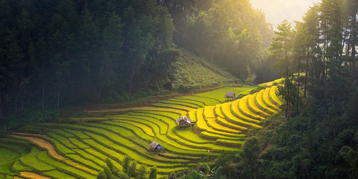 Vietnam tra storia e ricetta. Coltivazioni di caffè Vietnam - COFF-E