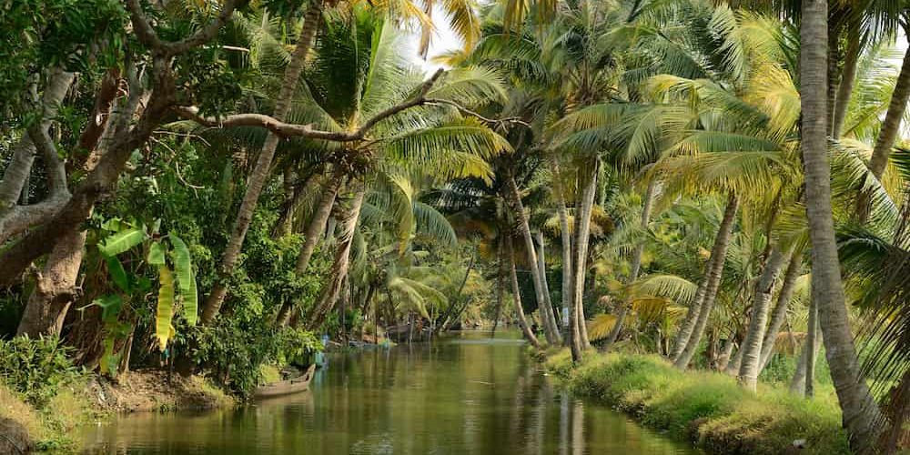 india Caffè indiano: caratteristiche e origini - COFF-E