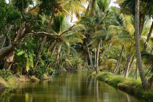 Caffè indiano: caratteristiche e origini - COFF-E