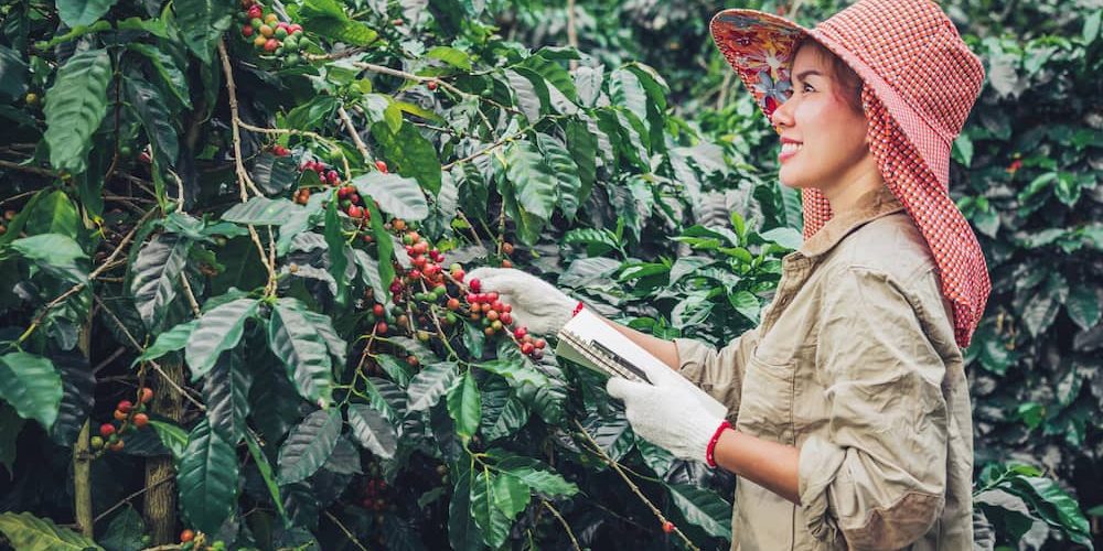 il volto femminile del caffè il volto femminile del caffè