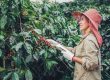 il volto femminile del caffè